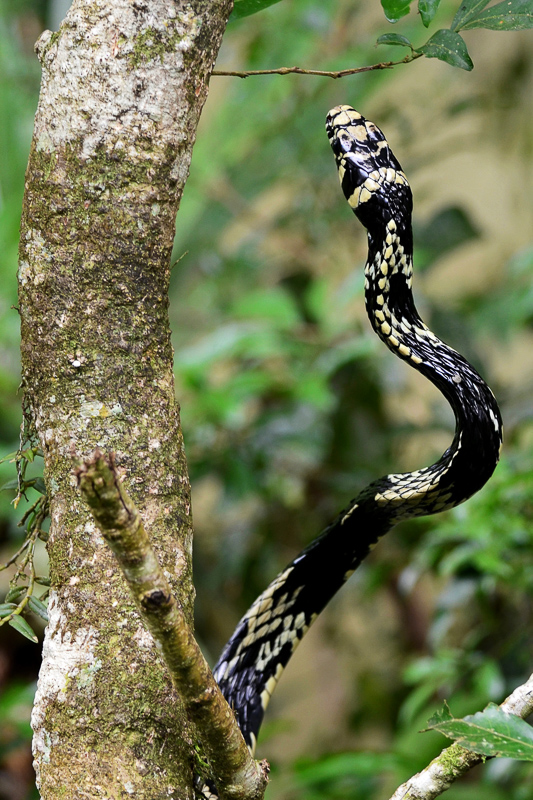 CANINANA, Cobras Brasileiras #4