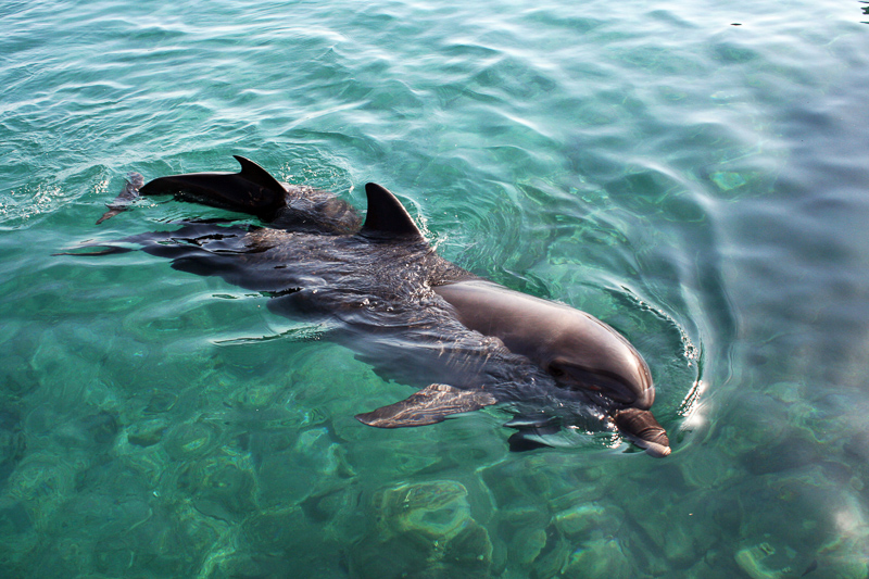 delfinídeos