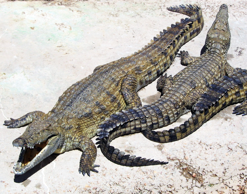 crocodilídeos