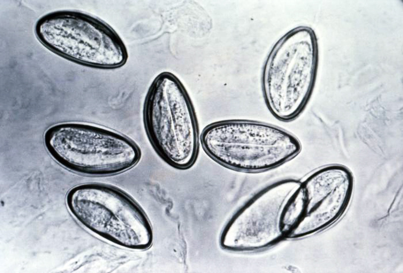 enterobius vermicularis prevencao