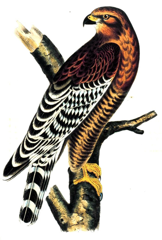 falconiforme