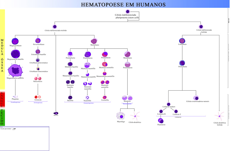 hematopoese
