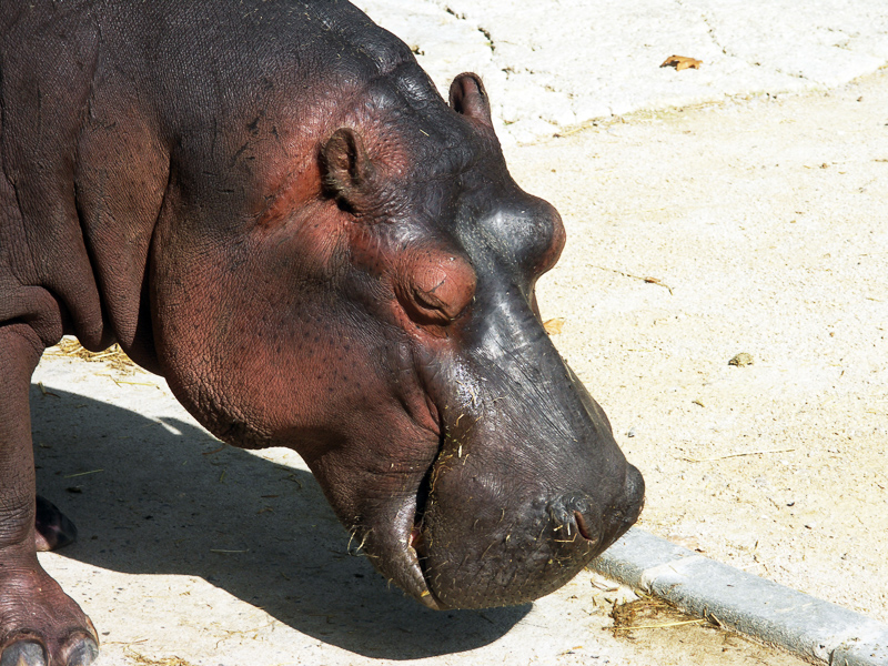 hipopotamídeo