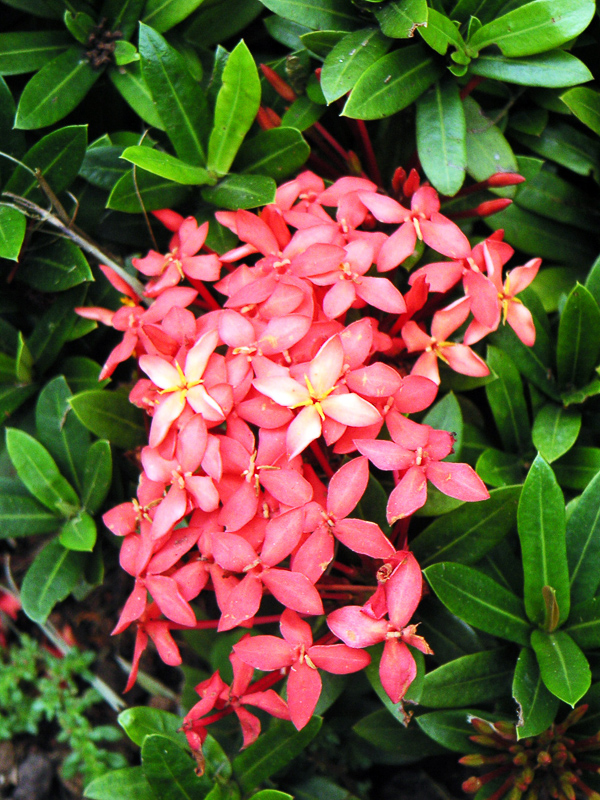 IXORA - Definition and synonyms of ixora in the Portuguese dictionary