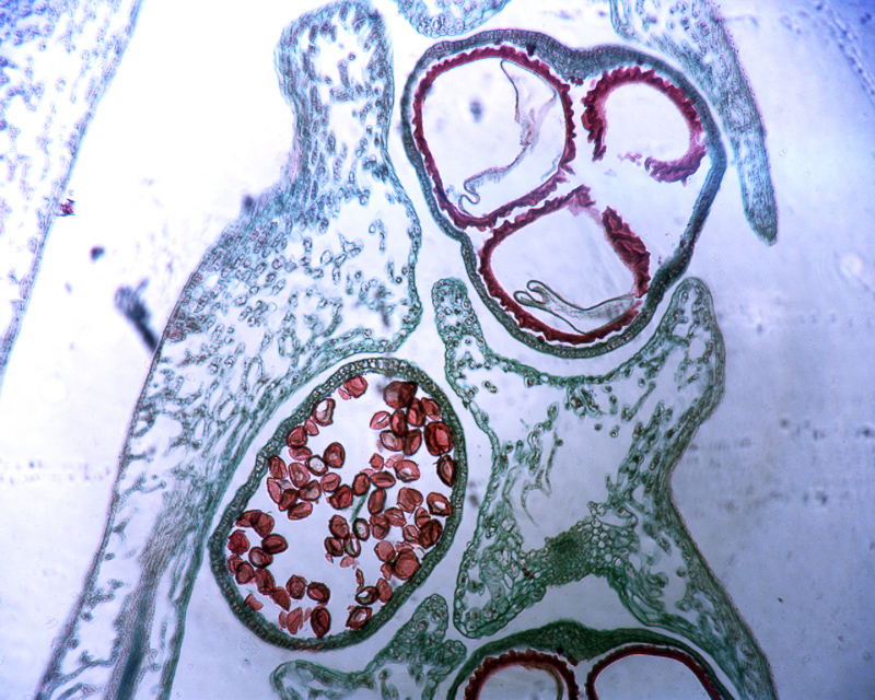 megasporogênese