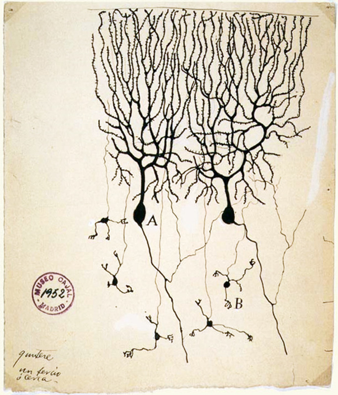 neurónio