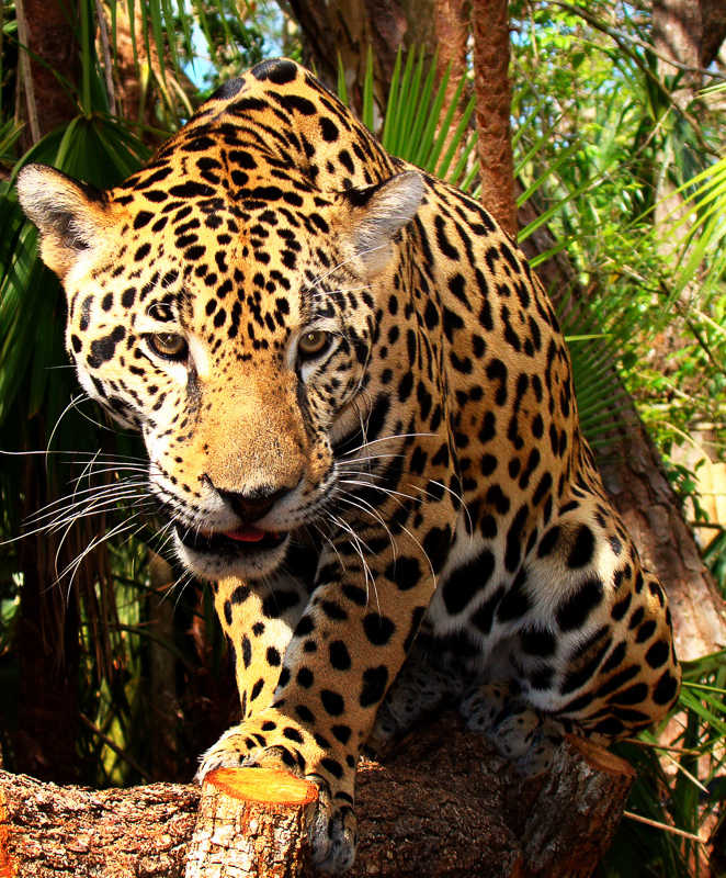 jaguaretê