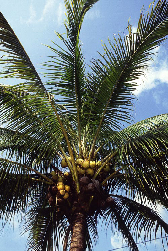 palmeiral