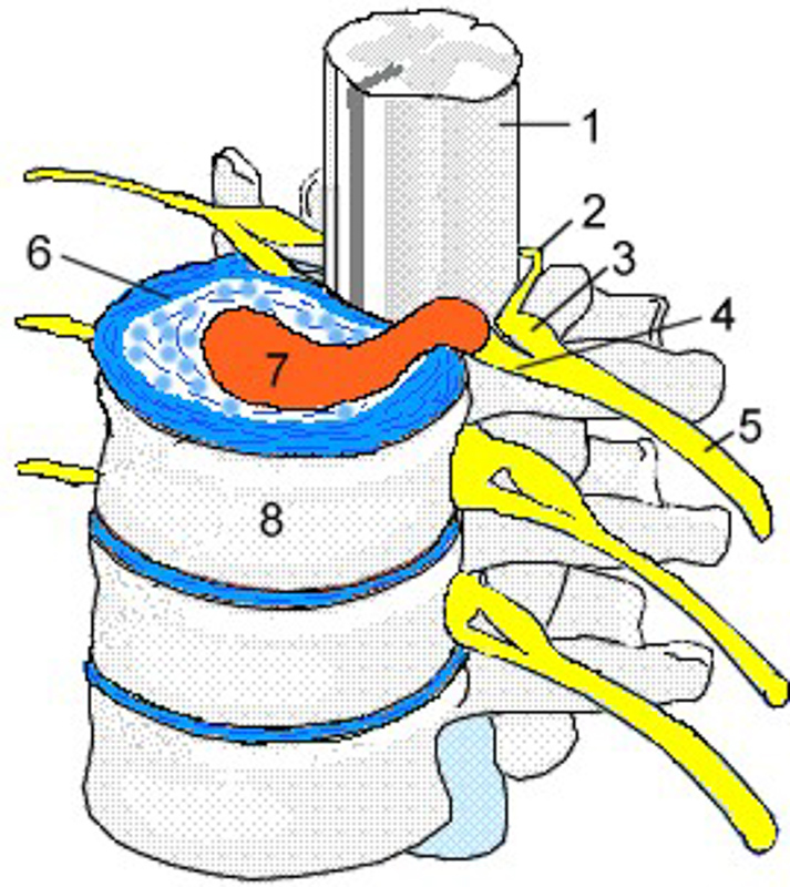 cartilaginoso