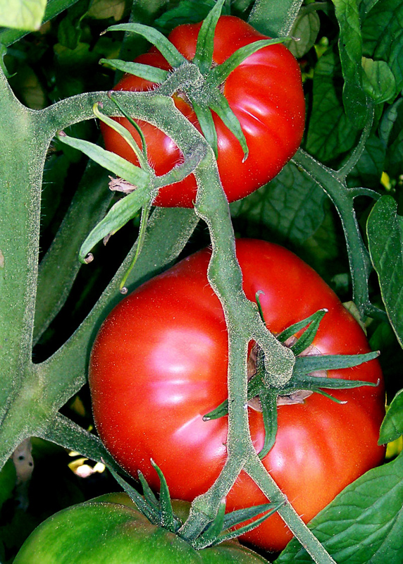 tomateiro