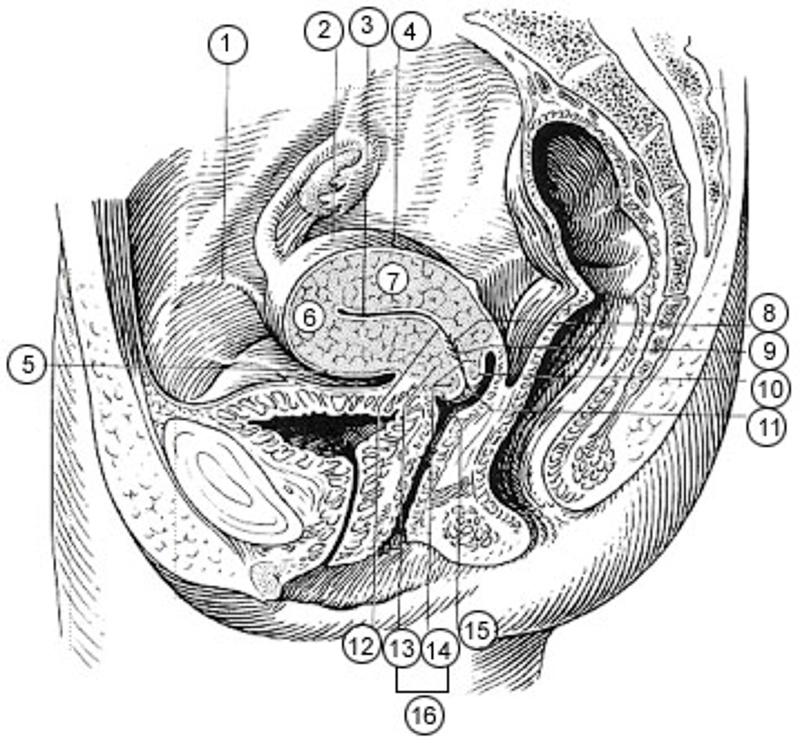 uterino