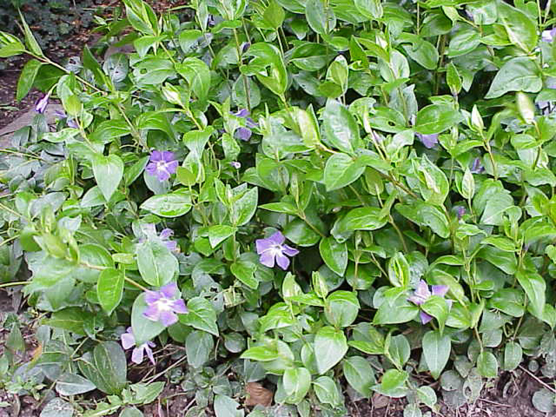 VINCA - Definition and synonyms of vinca in the Portuguese dictionary
