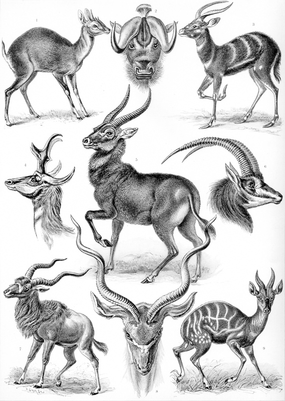антилопы