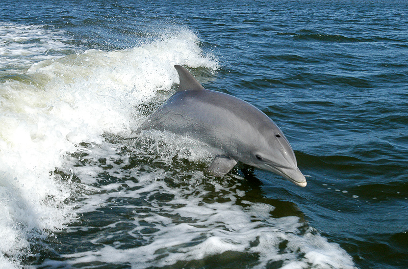дельфиновые