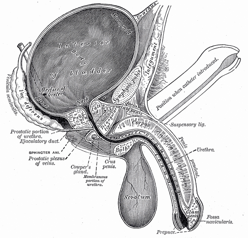 structura masculina a penisului