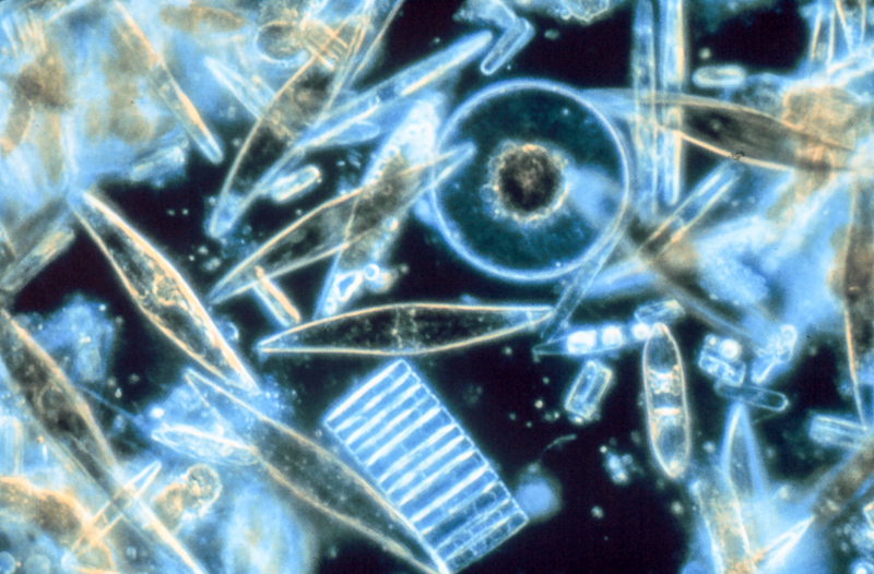 фитопланктон