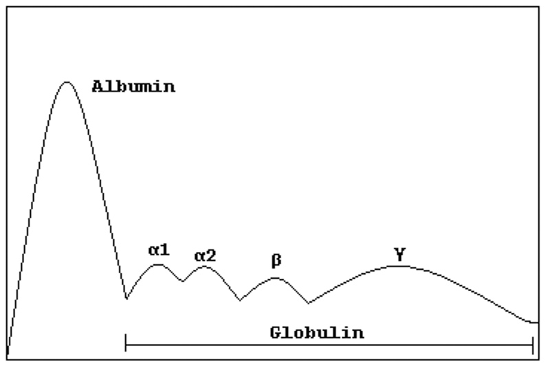гамма-глобулин