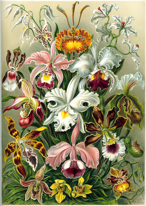 орхидные