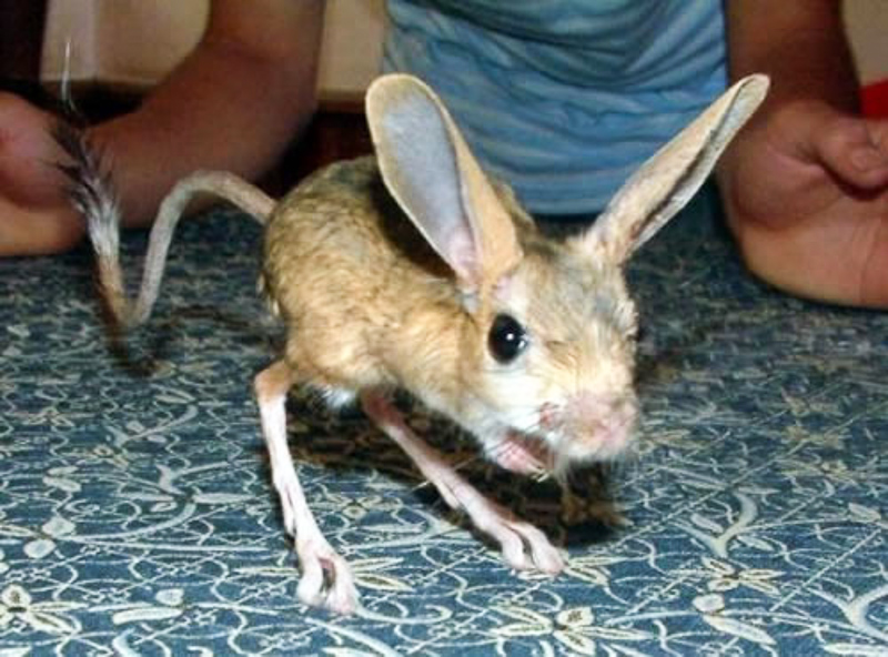 Arap tavşanı