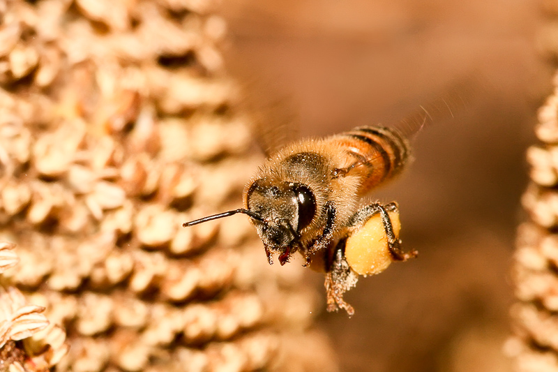 arılar