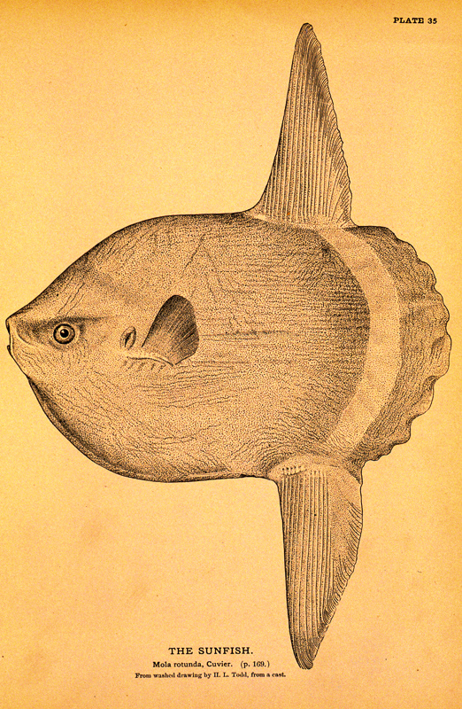 pervane balığı