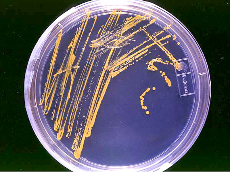 bakteriyolog