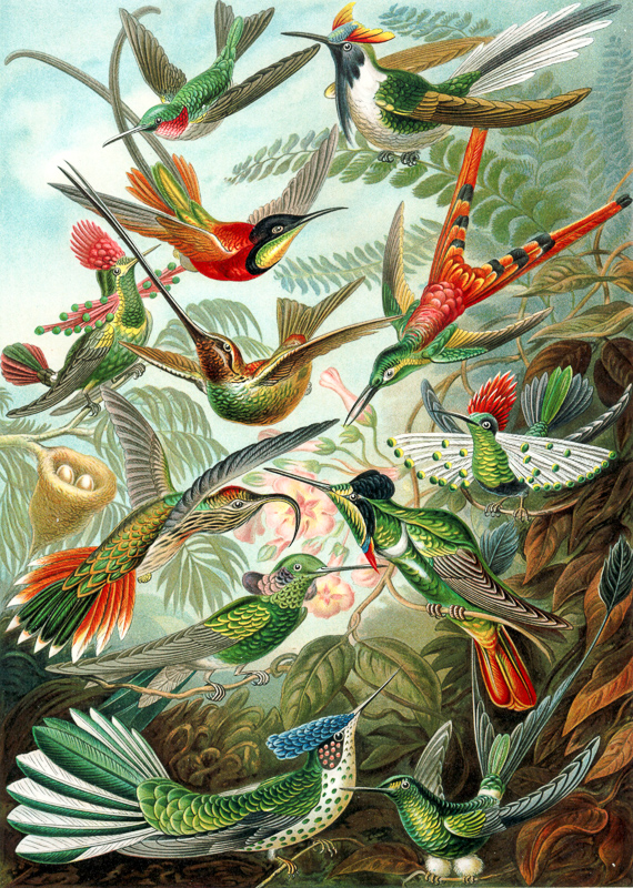 kolibrigiller