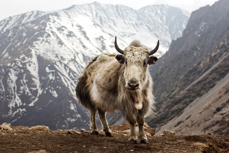 Tibet sığırı