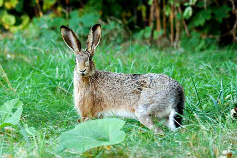 yaban tavşanı
