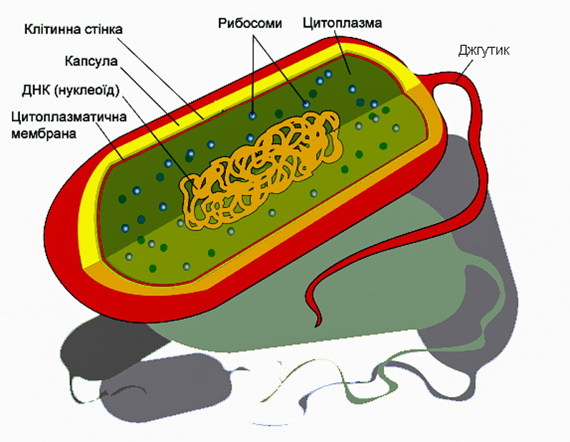 бактеріологія