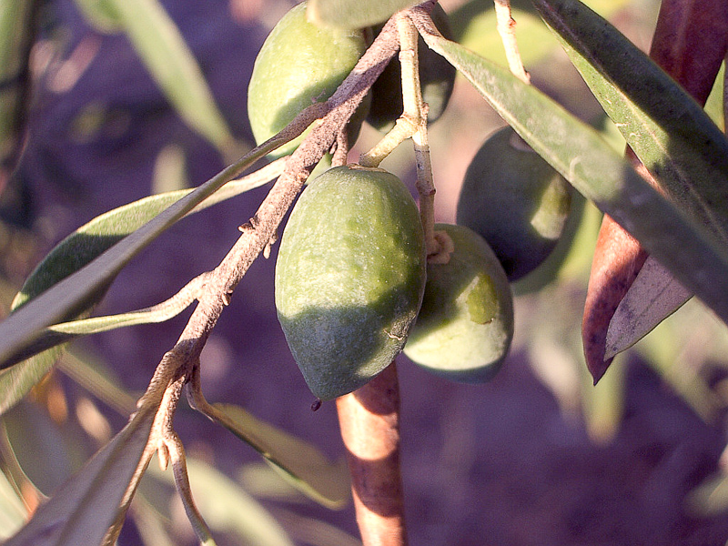 маслина