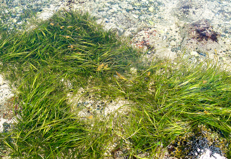 морська трава