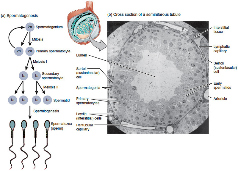 сперматогенез