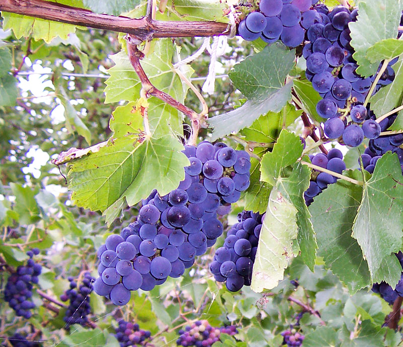 виноградарство