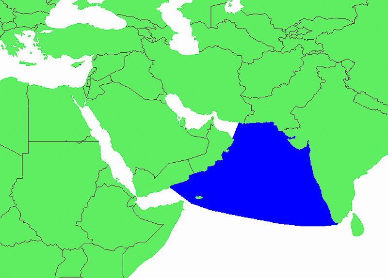 阿拉伯海