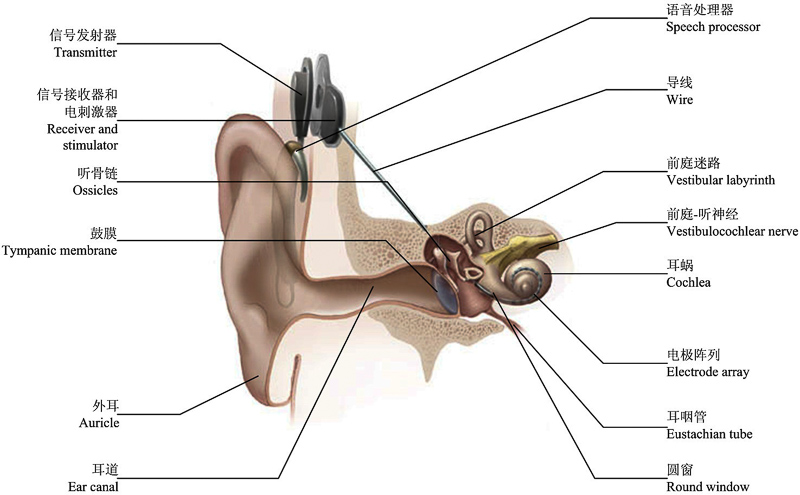 耳膜