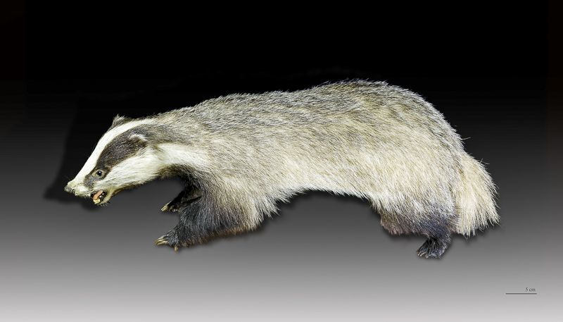 中文 badger badger中文, badger是什麼意思:獾…