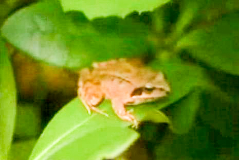 中国林蛙