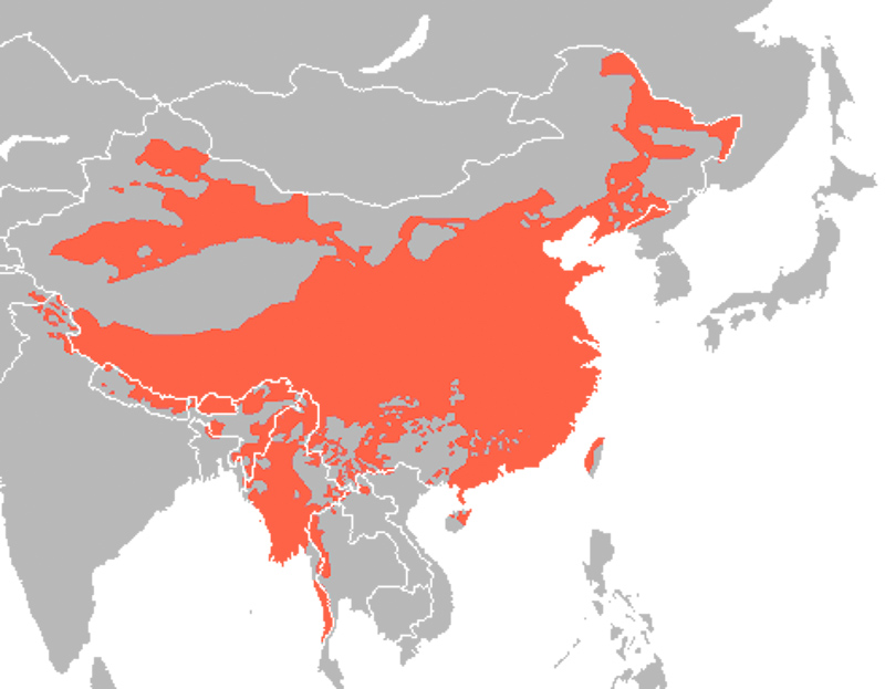 汉藏语系
