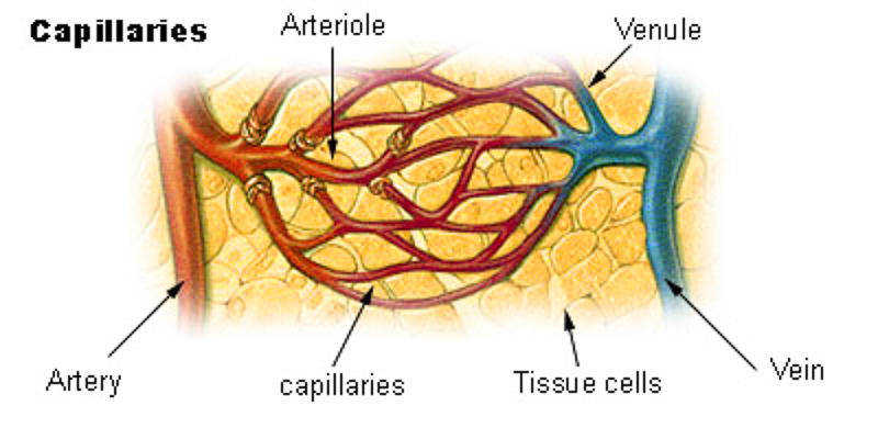 微血管