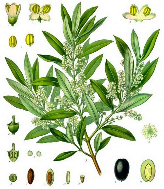 油橄榄